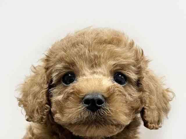 愛媛県のトイプードル(トイ) (ひごペットフレンドリーイオンモール今治新都市店/2025年12月14日生まれ/男の子/レッド)の子犬の1枚目の画像