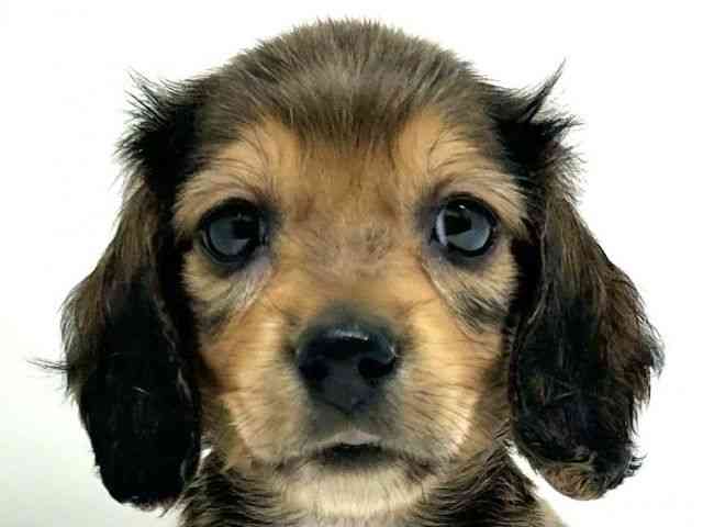 兵庫県のカニンヘンダックスフンド(ロング) (ひごペットフレンドリーブルメールHAT神戸店/2025年12月14日生まれ/女の子/シェーデットイエロー)の子犬