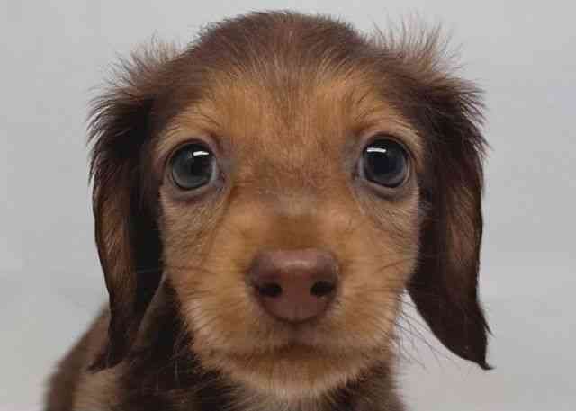 鳥取県のカニンヘンダックスフンド(ロング) (ひごペットフレンドリーイオンモール鳥取北店/2025年12月14日生まれ/男の子/チョコレートタン)の子犬