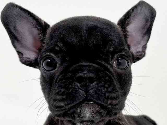 京都府のフレンチブルドッグ (ひごペットフレンドリーイズミヤショッピングセンター八幡店/2025年12月13日生まれ/男の子/ブリンドル)の子犬