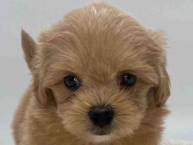 島根県のペキプー(ペキニーズ×プードル) (ひごペットフレンドリーイオンモール出雲店/2025年12月14日生まれ/男の子/アプリコット)の子犬