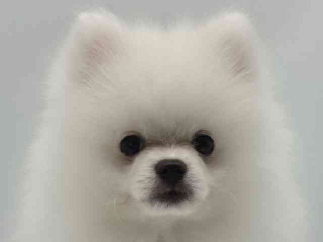 島根県のポメラニアン (ひごペットフレンドリーイオンモール出雲店/2025年12月14日生まれ/男の子/クリーム)の子犬の1枚目の画像