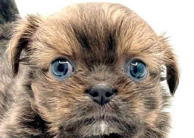 島根県のチワズー/チワシーズ(チワワ×シーズー) (ひごペットフレンドリーイオン松江ショッピングセンター店/2025年12月7日生まれ/男の子/ブルー)の子犬の1枚目の画像