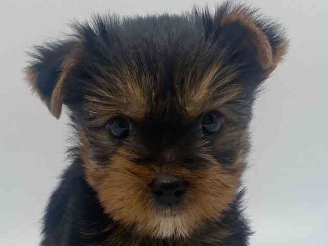 島根県のヨークシャーテリア (ひごペットフレンドリーイオンモール出雲店/2025年12月6日生まれ/男の子/スチールブルータン)の子犬