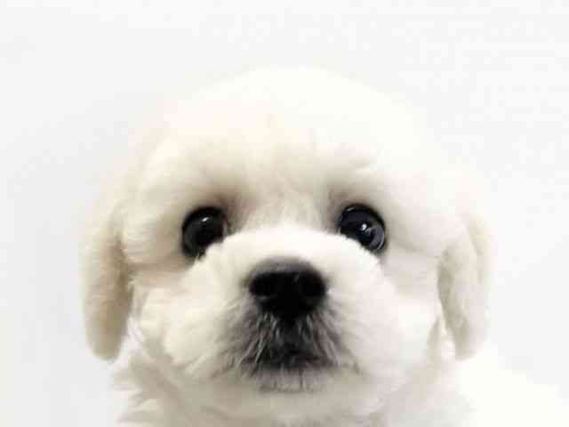 愛媛県のビションフリーゼ (ひごペットフレンドリーイオンモール今治新都市店/2025年12月14日生まれ/男の子/ホワイト)の子犬の1枚目の画像