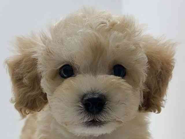 2025年12月14日生まれのビションプー(ビションフリーゼ×プードル)