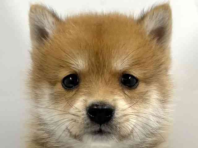 京都府のポメ柴/豆ポメ/ポメ豆柴(ポメラニアン×柴犬) (ひごペットフレンドリー京都店/2025年12月13日生まれ/男の子/赤)の子犬