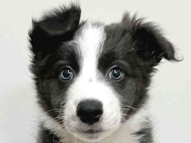 大阪府のボーダーコリー (ひごペットフレンドリーイトーヨーカドー津久野店/2025年12月15日生まれ/女の子/ブルーホワイト)の子犬の1枚目の画像