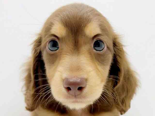 広島県のミニチュアダックスフンド(ロング) (ひごペットフレンドリーフジグラン神辺店/2025年12月16日生まれ/男の子/チョコレートイエロー)の子犬の1枚目の画像