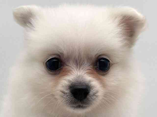 島根県のポメチワ/チワポメ/ポメチー(ポメラニアン×チワワ) (ひごペットフレンドリーイオンモール出雲店/2025年12月16日生まれ/男の子/ホワイト)の子犬