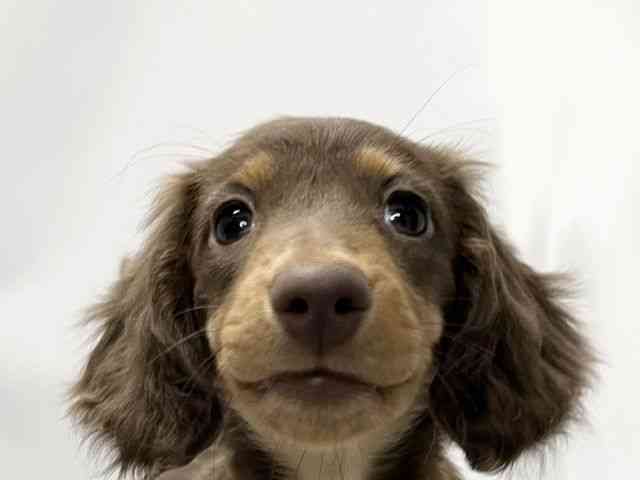 愛媛県のミニチュアダックスフンド(ロング) (ひごペットフレンドリーイオンモール今治新都市店/2025年12月15日生まれ/女の子/チョコレートタン)の子犬の1枚目の画像