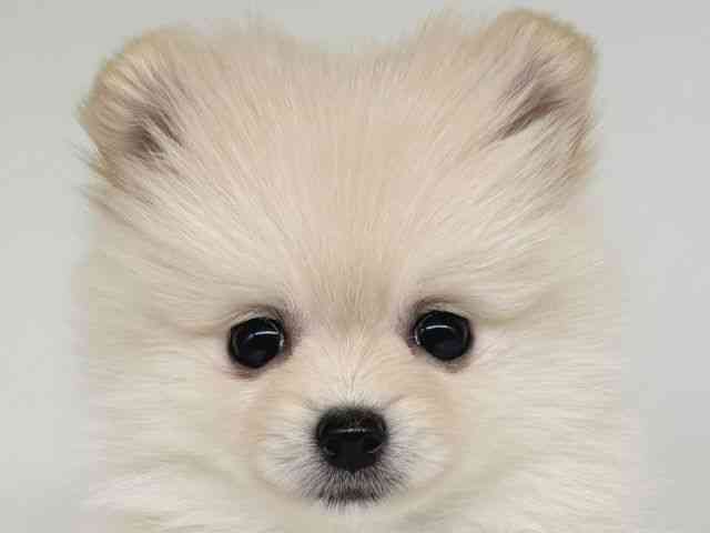 大阪府のポメラニアン (ひごペットフレンドリー瓜破店/2025年12月16日生まれ/女の子/クリーム)の子犬の1枚目の画像