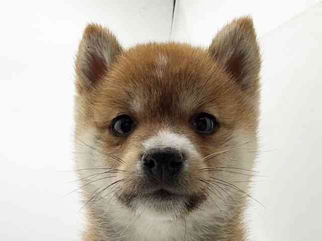 兵庫県の柴犬(標準サイズ) (ひごペットフレンドリーコロワ甲子園店/2025年12月15日生まれ/男の子/赤)の子犬の1枚目の画像