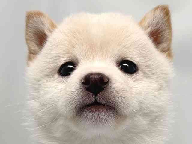 京都府の柴犬(標準サイズ) (ひごペットフレンドリー洛北阪急スクエア店/2025年12月16日生まれ/女の子/白)の子犬の1枚目の画像