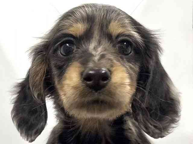 京都府のミニチュアダックスフンド(ロング) (ひごペットフレンドリー京都店/2025年12月14日生まれ/女の子/シルバーダップル)の子犬