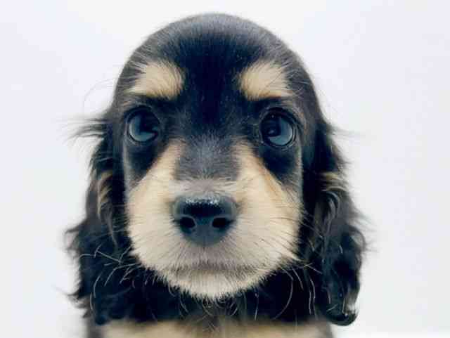 広島県のミニチュアダックスフンド(ロング) (ひごペットフレンドリーフジグラン神辺店/2025年12月14日生まれ/男の子/ブラックタン)の子犬の1枚目の画像