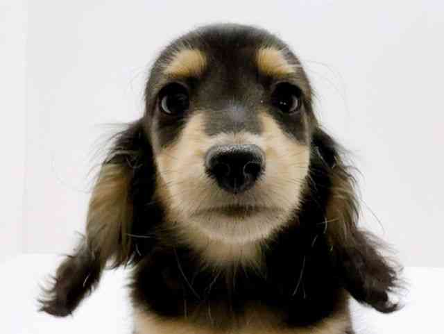 広島県のミニチュアダックスフンド(ロング) (ひごペットフレンドリーフジグラン神辺店/2025年12月14日生まれ/男の子/ブラックタン)の子犬の1枚目の画像