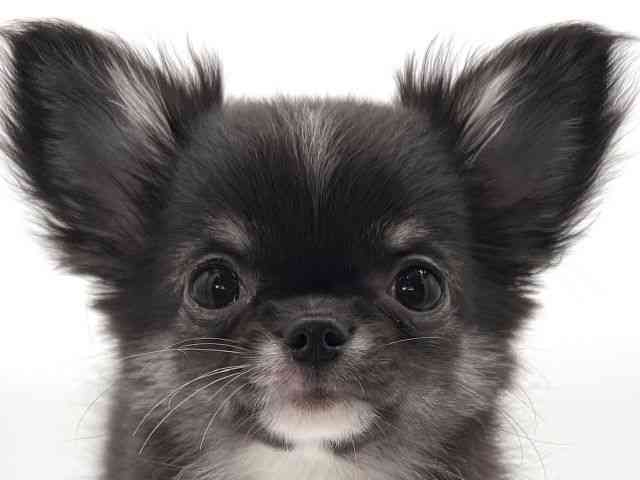 大阪府のチワワ(ロング) (ひごペットフレンドリーイオンそよら海老江店/2025年12月15日生まれ/女の子/ブラックタン)の子犬の1枚目の画像