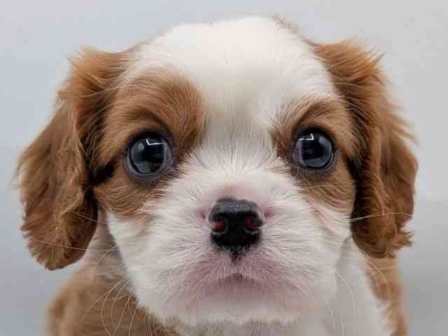 香川県のキャバリアキングチャールズスパニエル (ひごペットフレンドリーゆめタウン高松店/2025年12月16日生まれ/女の子/ブレンハイム)の子犬