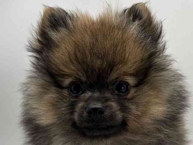 島根県のポメラニアン (ひごペットフレンドリーイオンモール出雲店/2025年12月14日生まれ/女の子/ウルフセーブル)の子犬の1枚目の画像