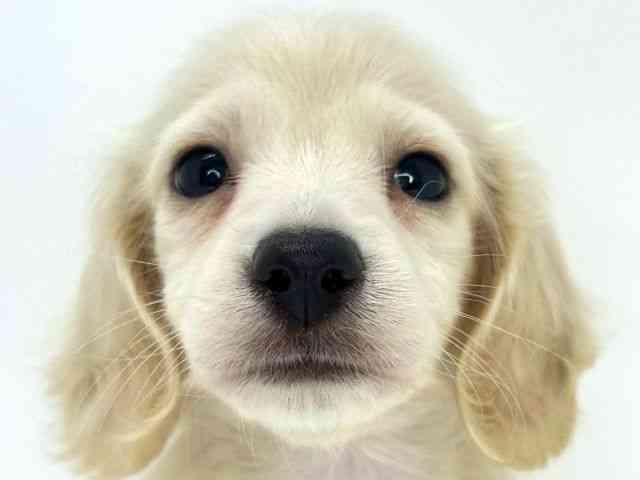 大阪府のミニチュアダックスフンド(ロング) (ひごペットフレンドリーいこらもーる泉佐野店/2025年12月14日生まれ/男の子/イエロー)の子犬の1枚目の画像