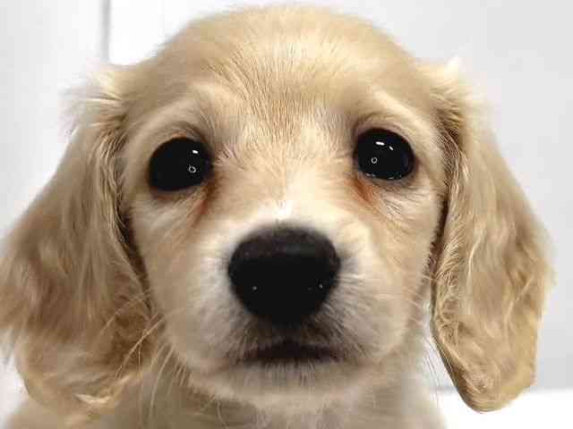 奈良県のミニチュアダックスフンド(ロング) (ひごペットフレンドリー奈良パワーシティ店/2025年12月14日生まれ/女の子/イエロー)の子犬の1枚目の画像