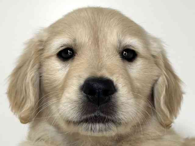 兵庫県のゴールデンレトリバー (ひごペットフレンドリーイトーヨーカドー明石店/2025年12月15日生まれ/男の子/ゴールデン)の子犬の1枚目の画像