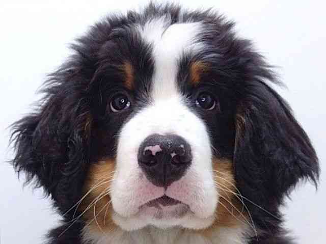 大阪府のバーニーズマウンテンドッグ (ひごペットフレンドリーいこらもーる泉佐野店/2025年12月16日生まれ/女の子/ブラックラストホワイト)の子犬の1枚目の画像