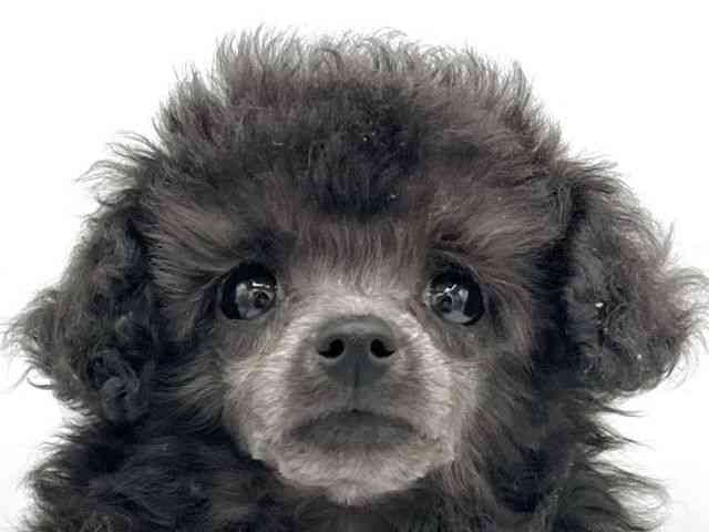 大阪府のトイプードル(トイ) (ひごペットフレンドリーららぽーとEXPOCITY店/2025年12月14日生まれ/女の子/シルバー)の子犬の1枚目の画像