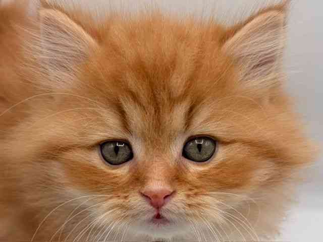 愛知県のマンチカン (ひごペットフレンドリープライムツリー赤池店/2025年12月13日生まれ/男の子/レッドタビー)の子猫の1枚目の画像