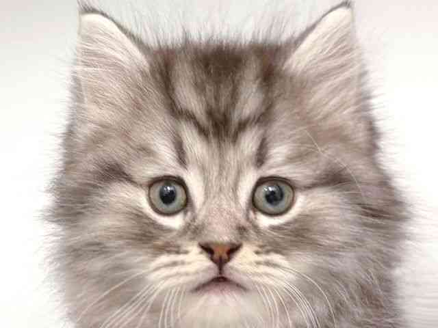 大阪府のマンチカン (ひごペットフレンドリー岸和田店/2025年12月13日生まれ/男の子/シルバータビー)の子猫の1枚目の画像