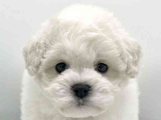 大阪府のビションフリーゼ (ひごペットフレンドリーららぽーとEXPOCITY店/2025年12月13日生まれ/男の子/ホワイト)の子犬