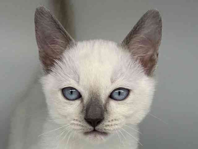 徳島県のトンキニーズ (ひごペットフレンドリーゆめタウン徳島店/2025年12月12日生まれ/男の子/プラチナポイント)の子猫の1枚目の画像