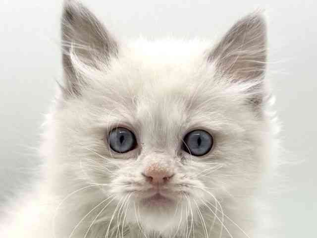愛知県のラグドール (ひごペットフレンドリープライムツリー赤池店/2025年12月7日生まれ/男の子/ブルーポイントバイカラー)の子猫の1枚目の画像