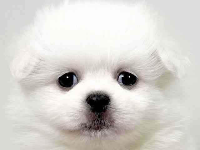 京都府のペキポメ/ポメペキ(ペキニーズ×ポメラニアン) (ひごペットフレンドリーイズミヤショッピングセンター八幡店/2025年12月14日生まれ/男の子/ホワイト)の子犬の1枚目の画像