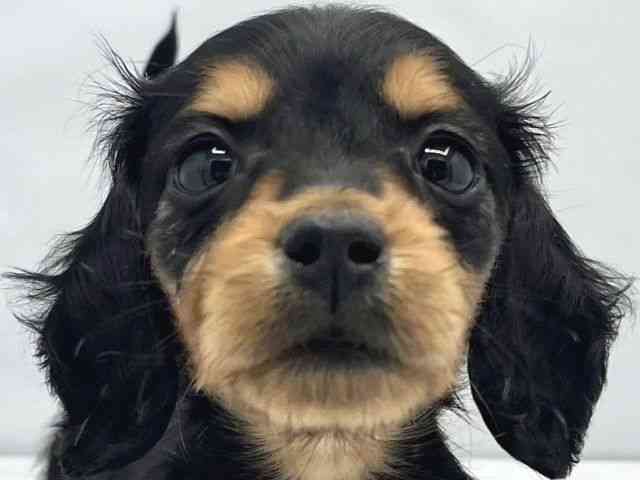 大阪府のミニチュアダックスフンド(ロング) (ひごペットフレンドリーイトーヨーカドー津久野店/2025年12月15日生まれ/女の子/ブラックタン)の子犬の1枚目の画像