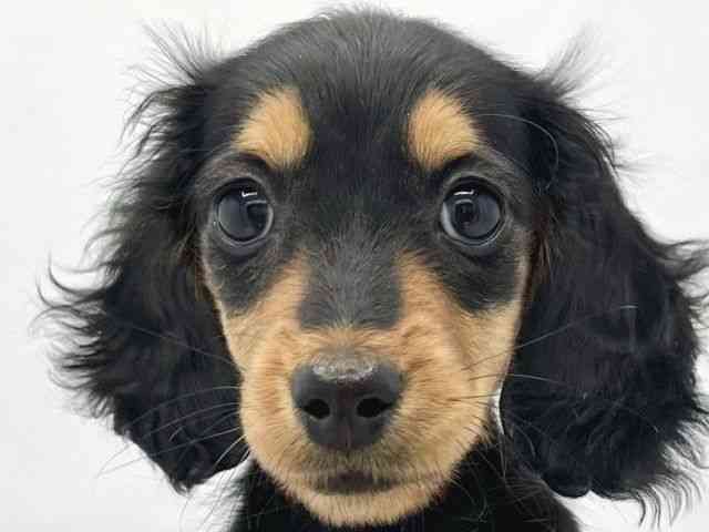 大阪府のミニチュアダックスフンド(ロング) (ひごペットフレンドリーイトーヨーカドー津久野店/2025年12月15日生まれ/女の子/ブラックタン)の子犬の1枚目の画像