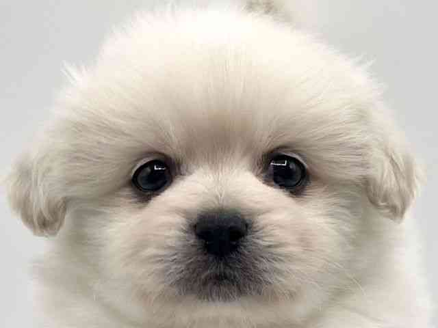 京都府のペキポメ/ポメペキ(ペキニーズ×ポメラニアン) (ひごペットフレンドリーイオンモール高の原店/2025年12月14日生まれ/男の子/ホワイト)の子犬