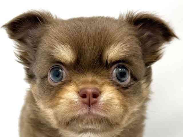 大阪府のチワワ(ロング) (ひごペットフレンドリーイオンタウン茨木太田店/2025年12月15日生まれ/男の子/チョコレートタンホワイト)の子犬の1枚目の画像