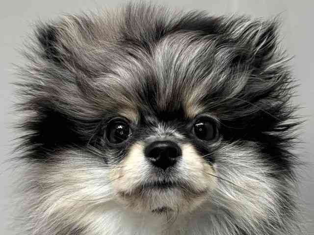 大阪府のポメラニアン (ひごペットフレンドリーセブンパーク天美店/2025年12月15日生まれ/女の子/ブルーマール)の子犬の1枚目の画像