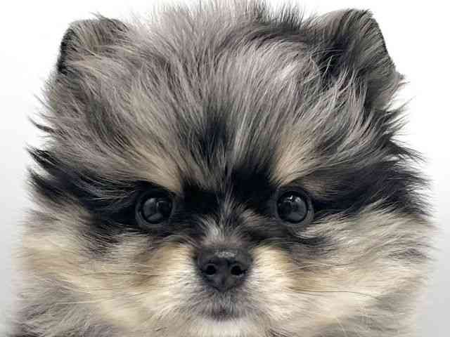 大阪府のポメラニアン (ひごペットフレンドリーららぽーとEXPOCITY店/2025年12月15日生まれ/女の子/ブルーマール)の子犬