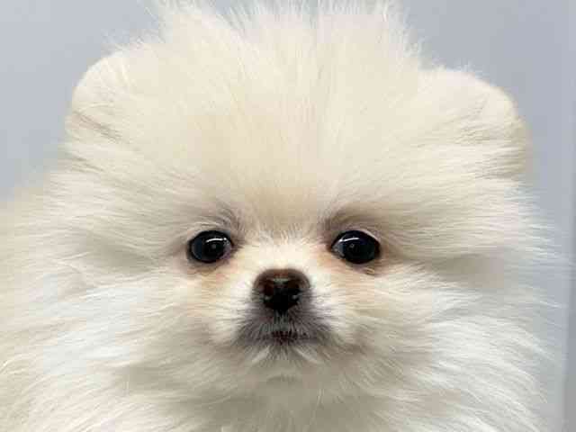 大阪府のポメラニアン (ひごペットフレンドリーセブンパーク天美店/2025年12月14日生まれ/男の子/ホワイト)の子犬の1枚目の画像