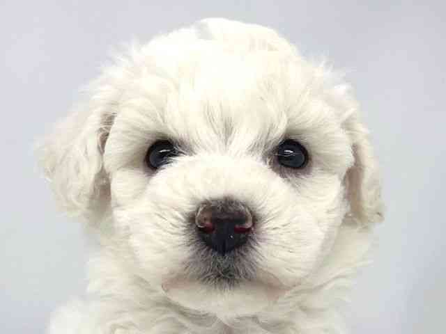 兵庫県のビションフリーゼ (ひごペットフレンドリーイオンタウン加古川店/2025年12月15日生まれ/女の子/ホワイト)の子犬の1枚目の画像