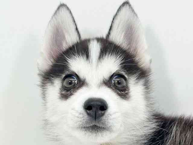 京都府のシベリアンハスキー (ひごペットフレンドリーイズミヤショッピングセンター八幡店/2025年12月16日生まれ/男の子/ブラックホワイト)の子犬の1枚目の画像