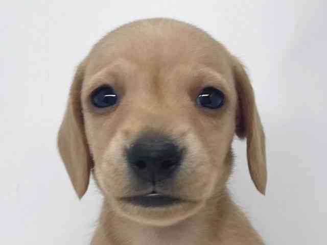 兵庫県のミニチュアダックスフンド(スムース) (ひごペットフレンドリーイオンタウン加古川店/2025年12月16日生まれ/男の子/ゴールド)の子犬