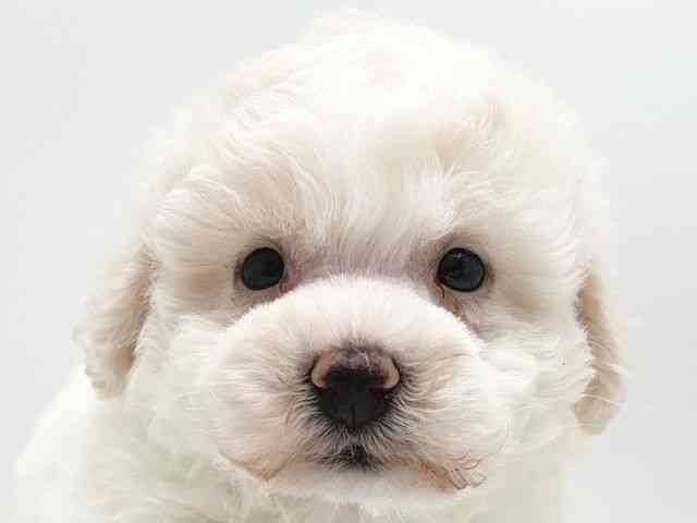 奈良県のビションフリーゼ (ひごペットフレンドリー田原本店/2025年12月14日生まれ/女の子/ホワイト)の子犬