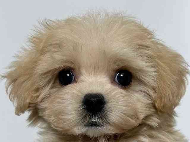 大阪府のマルプー(マルチーズ×プードル) (ひごペットフレンドリーアクロスプラザ住之江店/2025年12月15日生まれ/女の子/クリームホワイト)の子犬の1枚目の画像