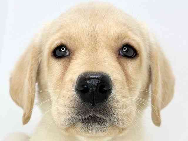 大阪府のラブラドールレトリーバー (ひごペットフレンドリーいこらもーる泉佐野店/2025年12月14日生まれ/女の子/イエロー)の子犬