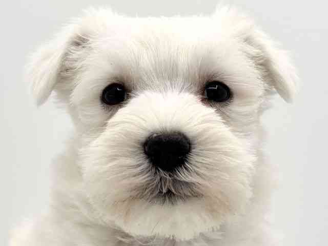 大阪府のシュナマル/マルシュナ(シュナウザー×マルチーズ) (ひごペットフレンドリーみのおキューズモール店/2025年12月16日生まれ/男の子/ホワイト)の子犬の1枚目の画像