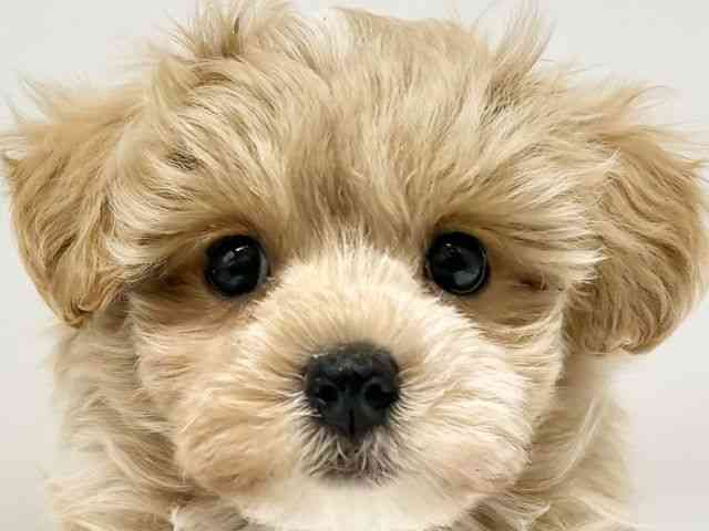 大阪府のマルプー(マルチーズ×プードル) (ひごペットフレンドリーイオンタウン豊中庄内店/2025年12月16日生まれ/男の子/アプリコット)の子犬の1枚目の画像